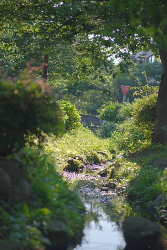 下北沢と北沢川の変わらぬ風景に癒されて