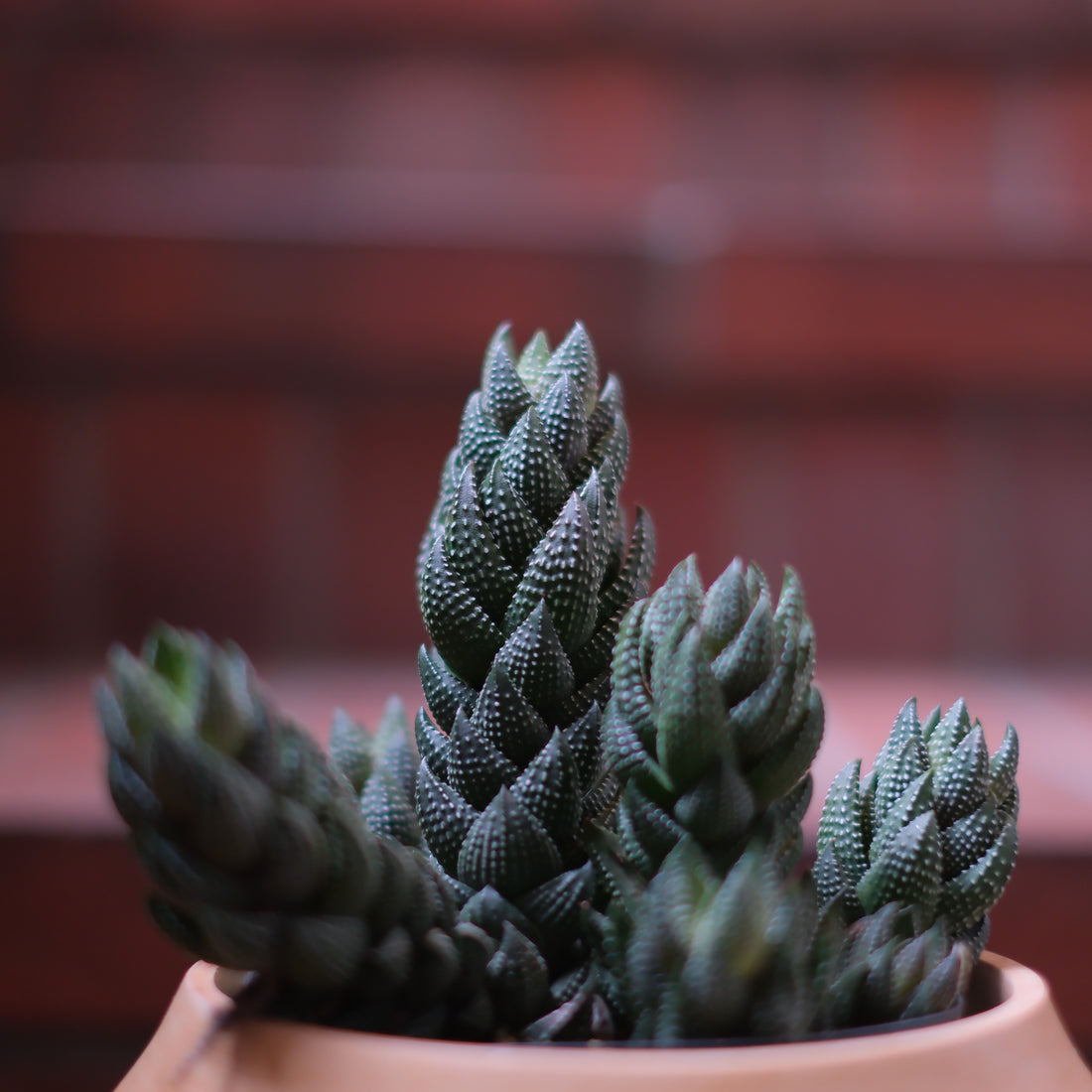 「初心者必見!ハオルチア・カルウィニー(九輪塔)の育て方と魅力」