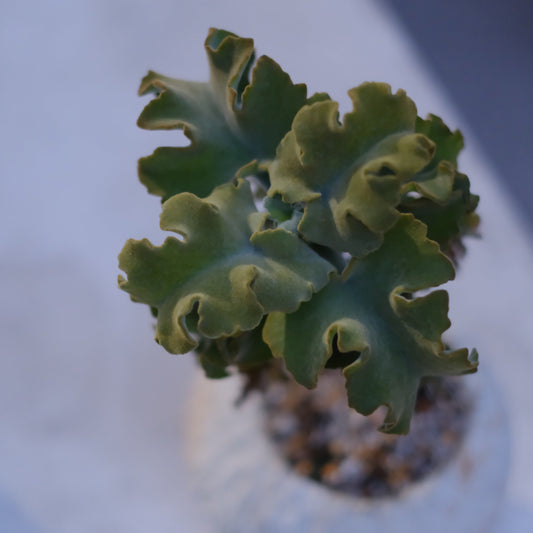 多肉植物の芸術品「カランコエ・ベハレンシス」の魅力とは?