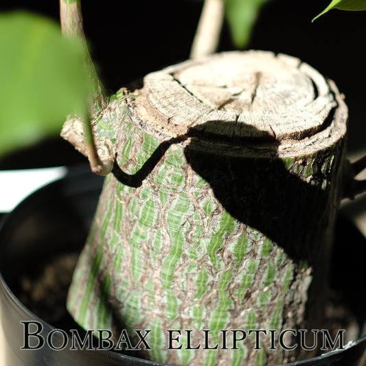 pseudobombax ellipticum ボンバックス