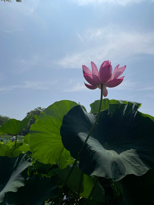 【GORI日記】ローソンが車中泊を開始?植物とともに楽しむ“移動する暮らし”のヒント