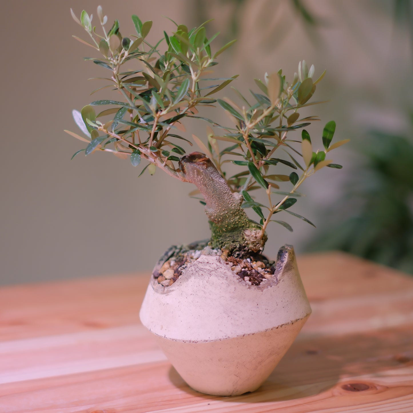 【一点物】オリーブ盆栽 ネバディロブランコ B01|香川県 創樹(Souju)職人仕立て|陶器鉢・皿付き【GORI STORE TOKYO】