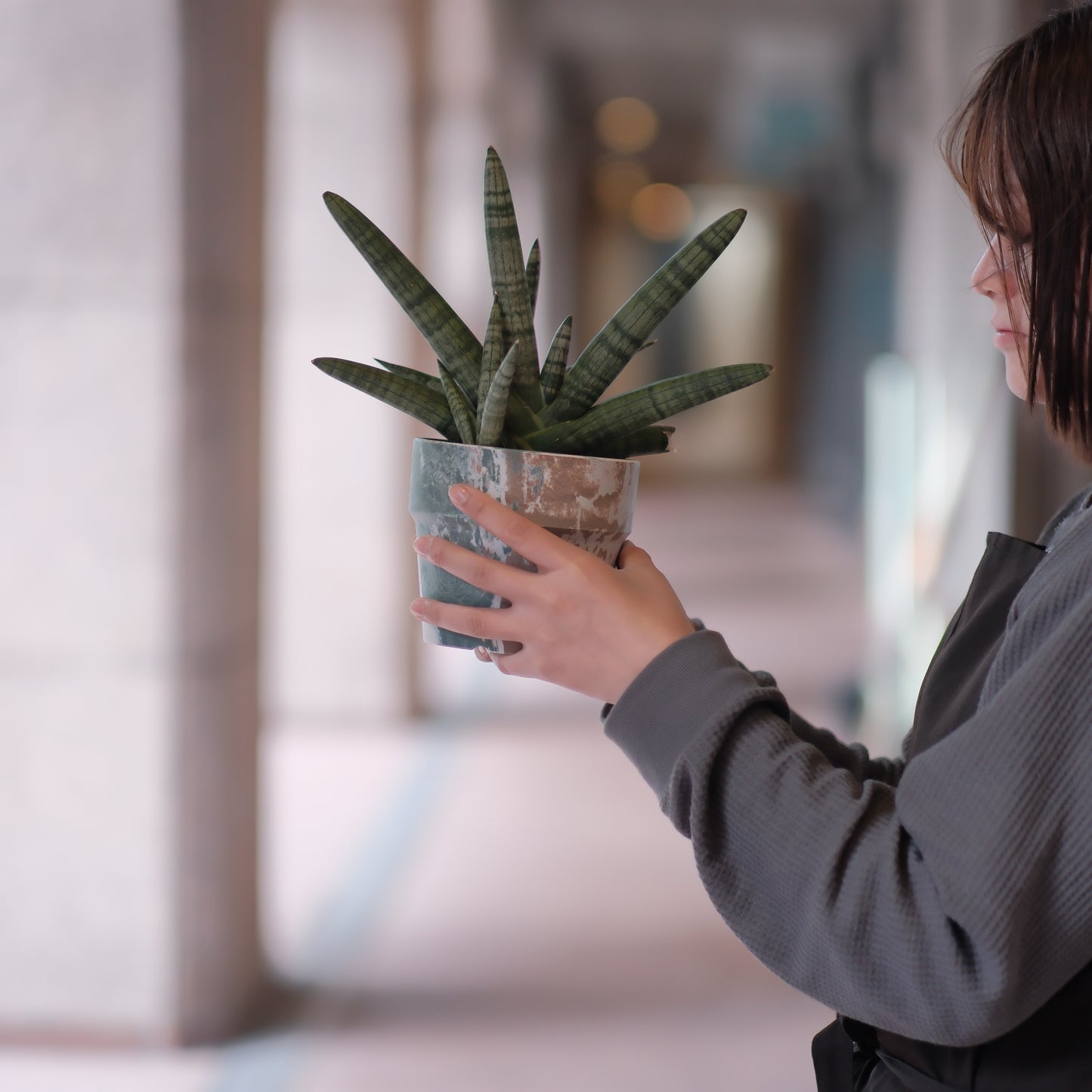 サンスベリア・ボンセレンシス|希少で太く美しい葉姿の人気観葉植物|育てやすくおしゃれな室内グリーン【GORI STORE TOKYO公式】
