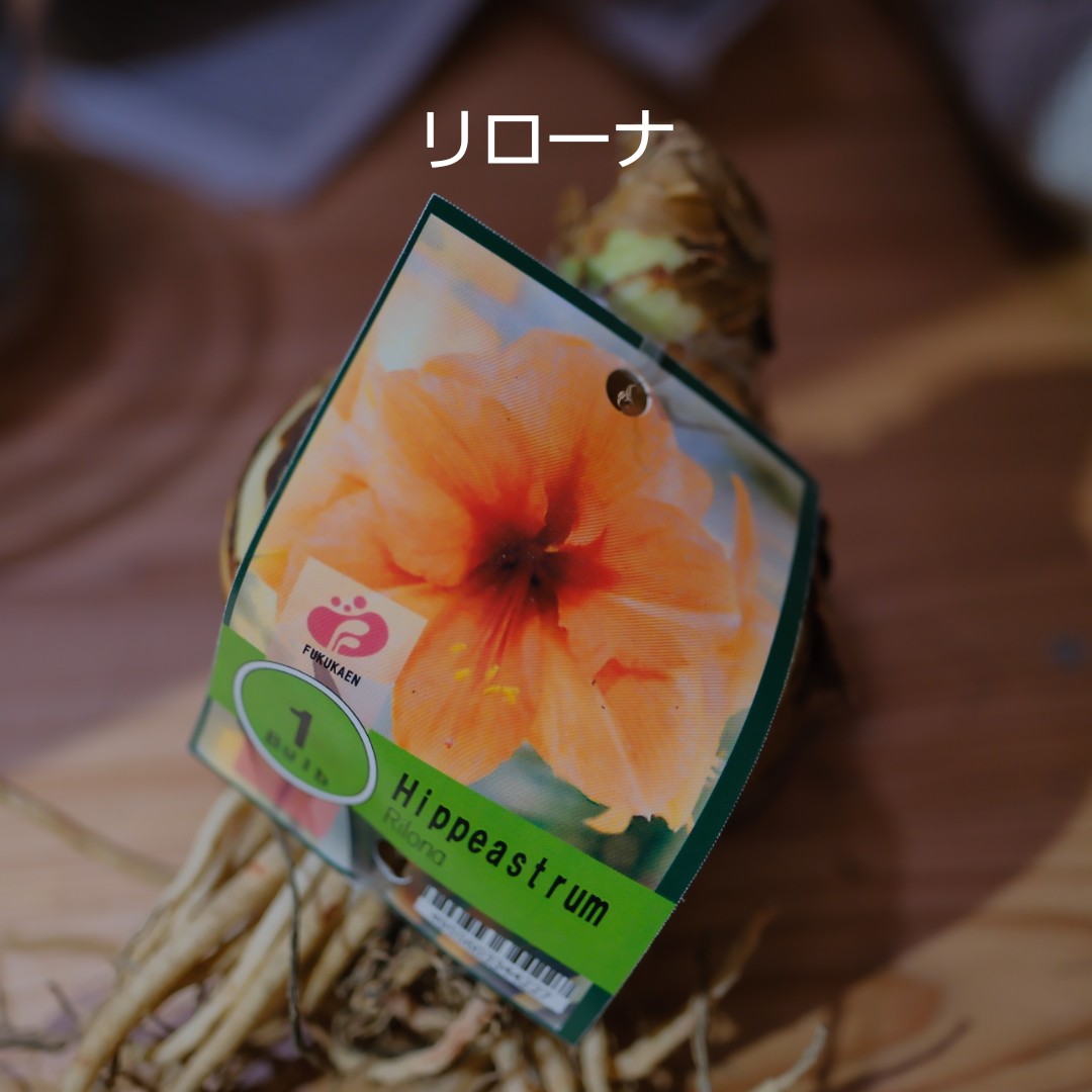 魔法のアマリリス|水も土も不要で咲く オランダ産ジャンボアマリリス【GORI STORE TOKYO公式】