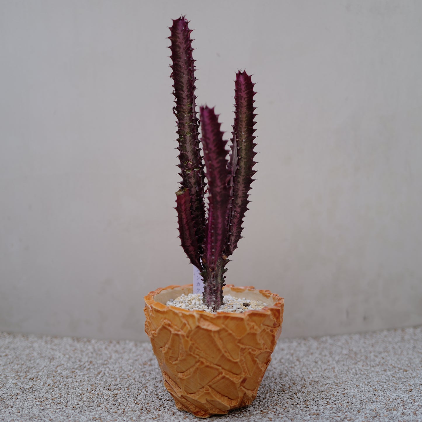 【一点物】ユーフォルビア 紅彩雲閣 ルブラ|赤紫ボディ×オレンジ陶器鉢|Euphorbia trigona "Rubra"|高さ約37cm
