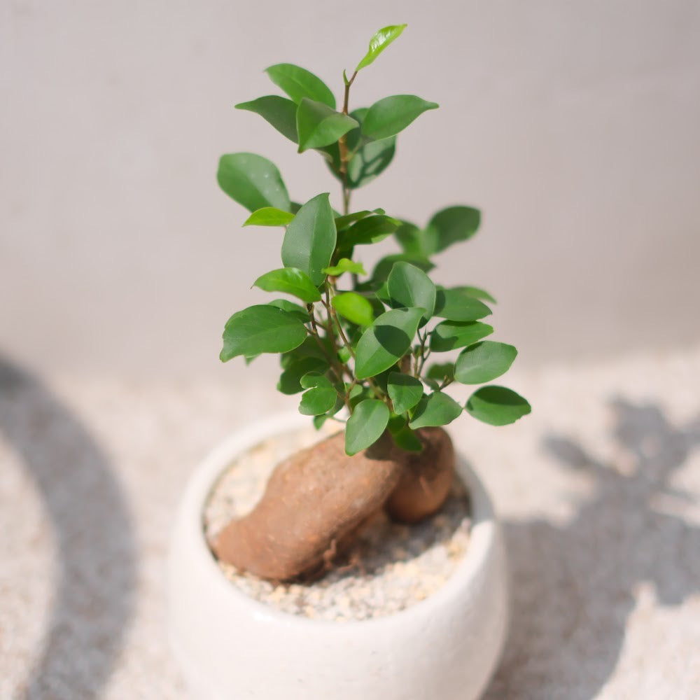精霊が宿る観葉植物|ガジュマル(Ficus microcarpa)