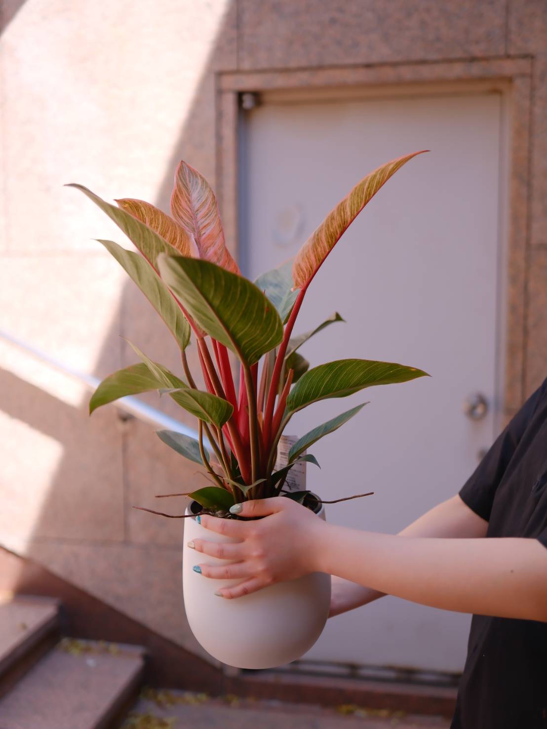 フィロデンドロン ピンクバーキン | 希少 観葉植物 2株植え 白陶器鉢付き|室内インテリアグリーン