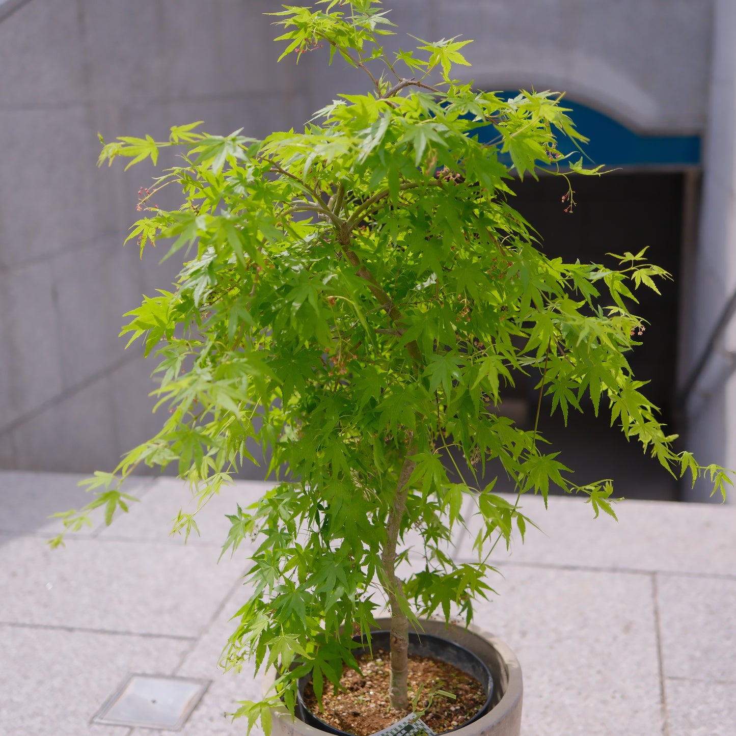 枝垂れモミジ 流泉|しだれ紅葉 四季で色変わり 陶器鉢付き 高さ約110cm 庭木・シンボルツリー