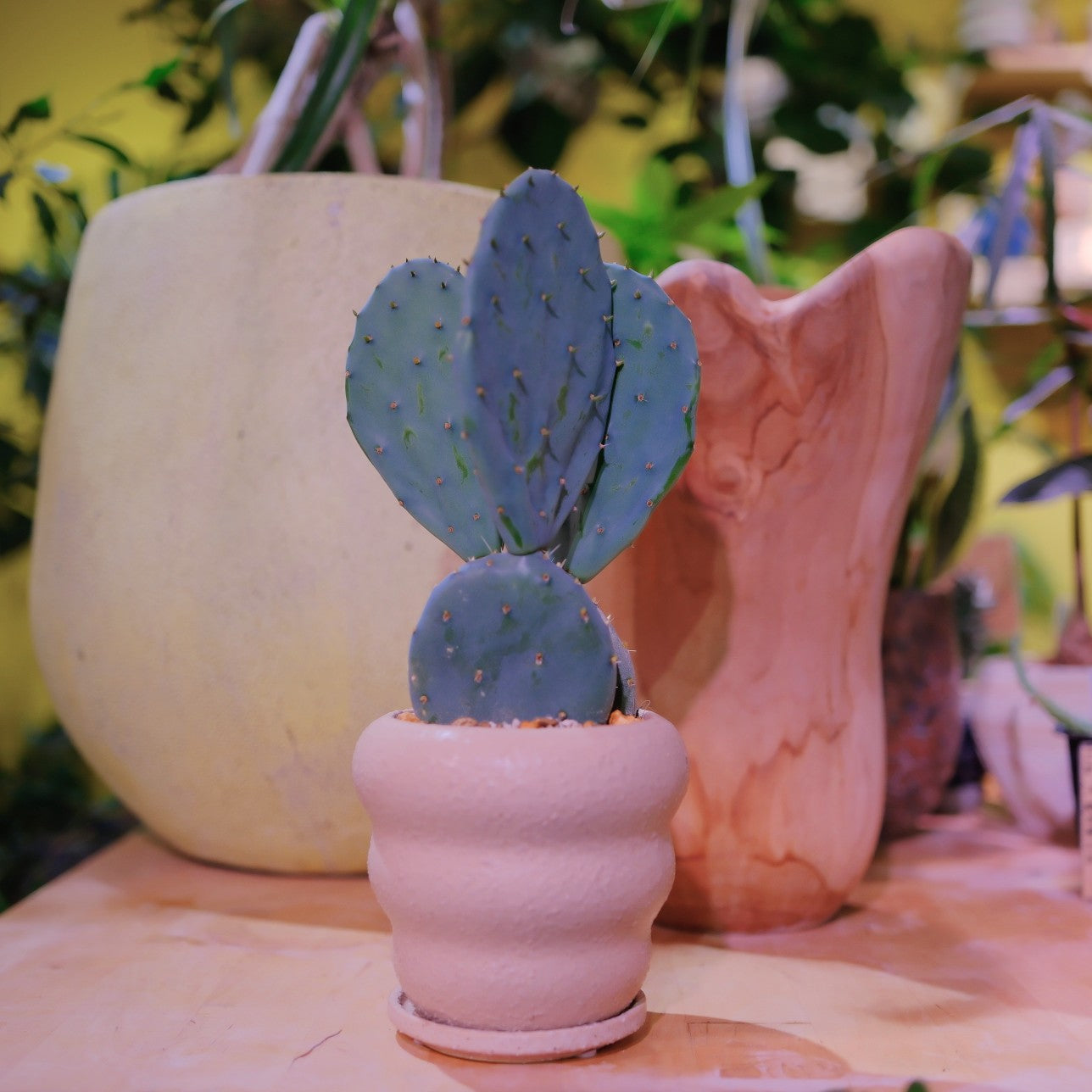 オプンチア・大丸盆（ウチワサボテン）通販｜GORI STORE TOKYO