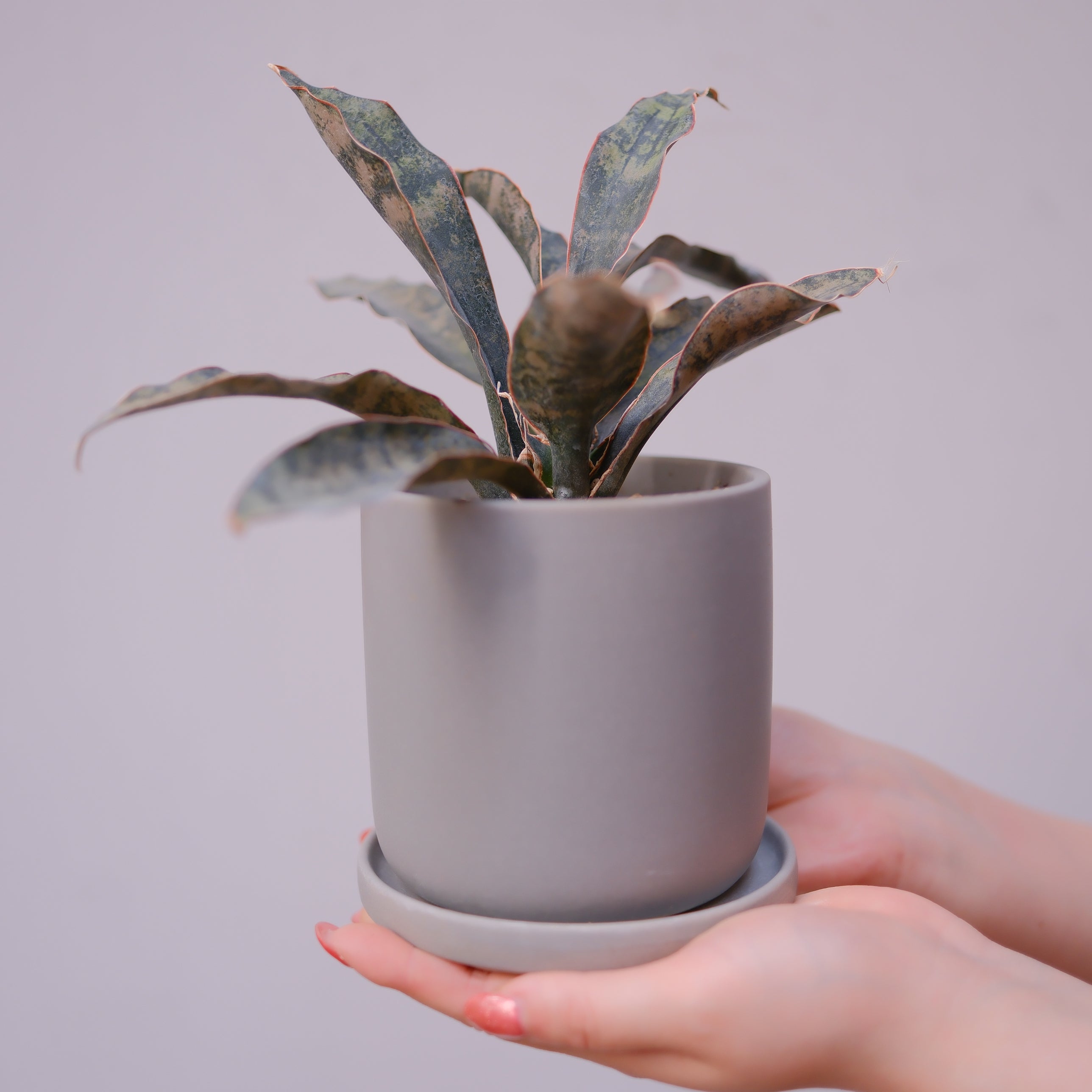 サンスベリア・キルキーコパトーン｜希少 銅葉 室内観葉植物【GORI