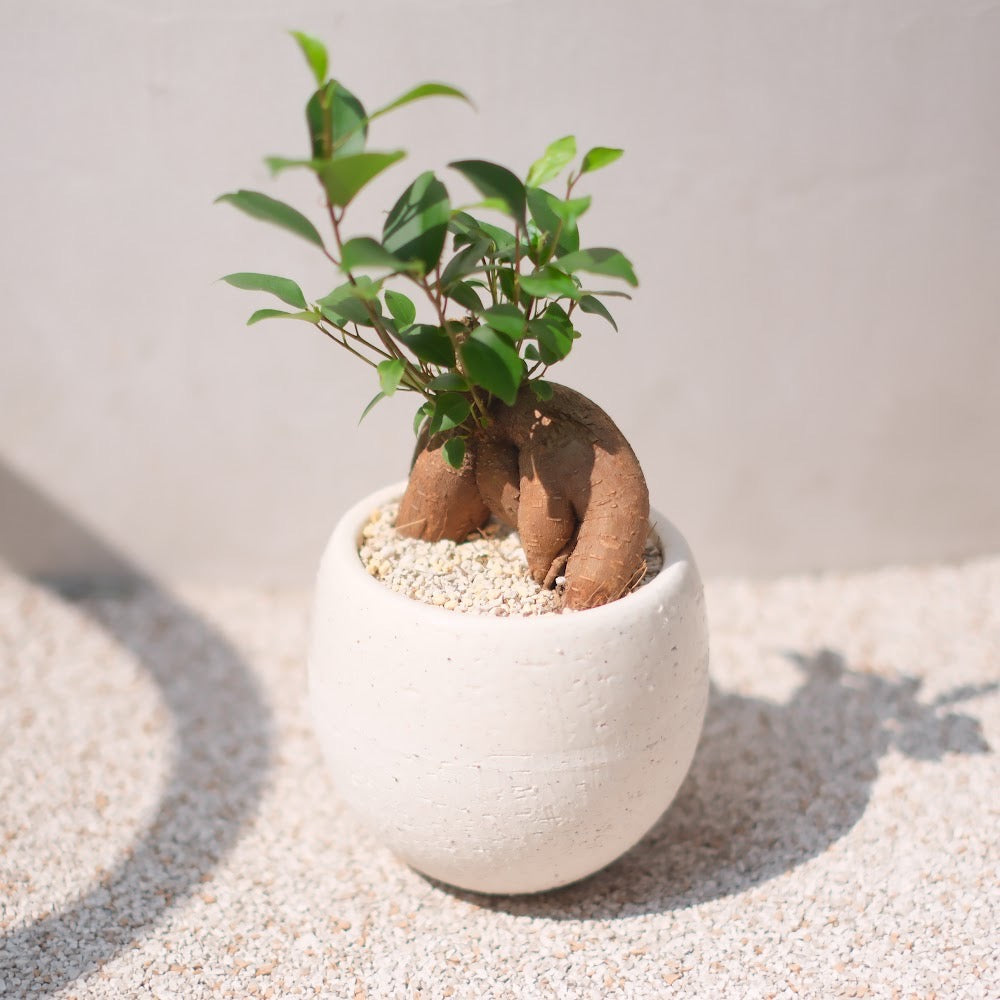 精霊が宿る観葉植物|ガジュマル(Ficus microcarpa)