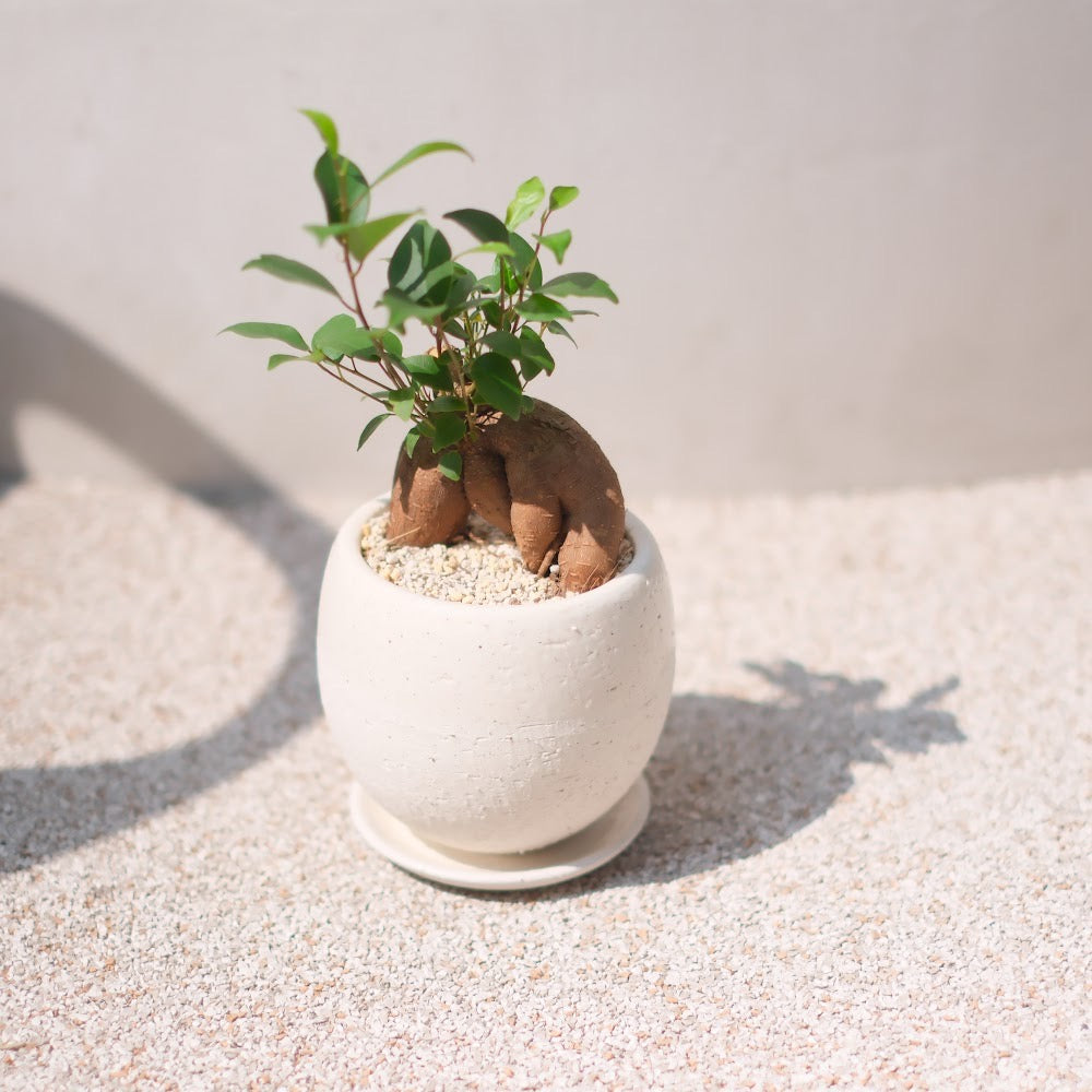 精霊が宿る観葉植物|ガジュマル(Ficus microcarpa)