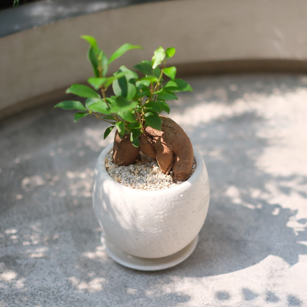 精霊が宿る観葉植物|ガジュマル(Ficus microcarpa)