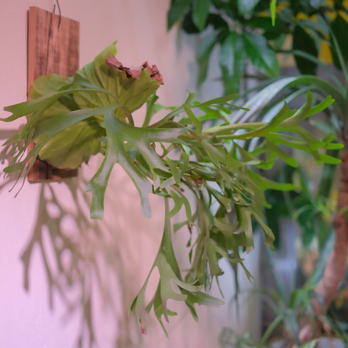 美株　ビカクシダ P.kitshakood×P.ridleyi 美株 ビカクシダ P.kitshakood×P.ridleyi ビカクシダ リドレイ P