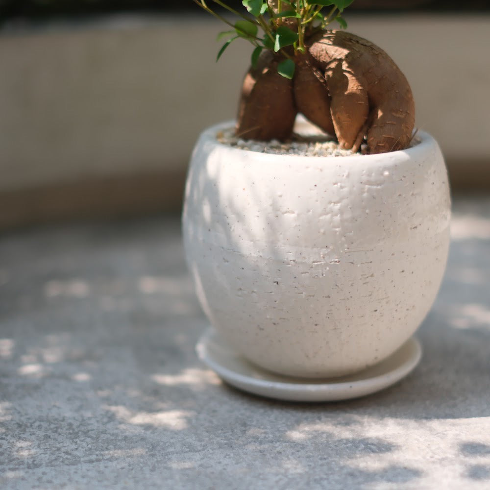 精霊が宿る観葉植物|ガジュマル(Ficus microcarpa)