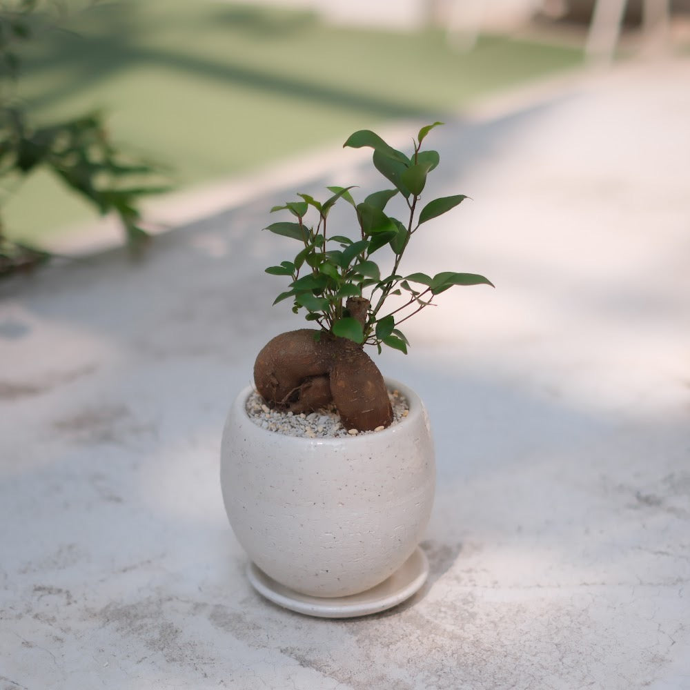 精霊が宿る観葉植物|ガジュマル(Ficus microcarpa)