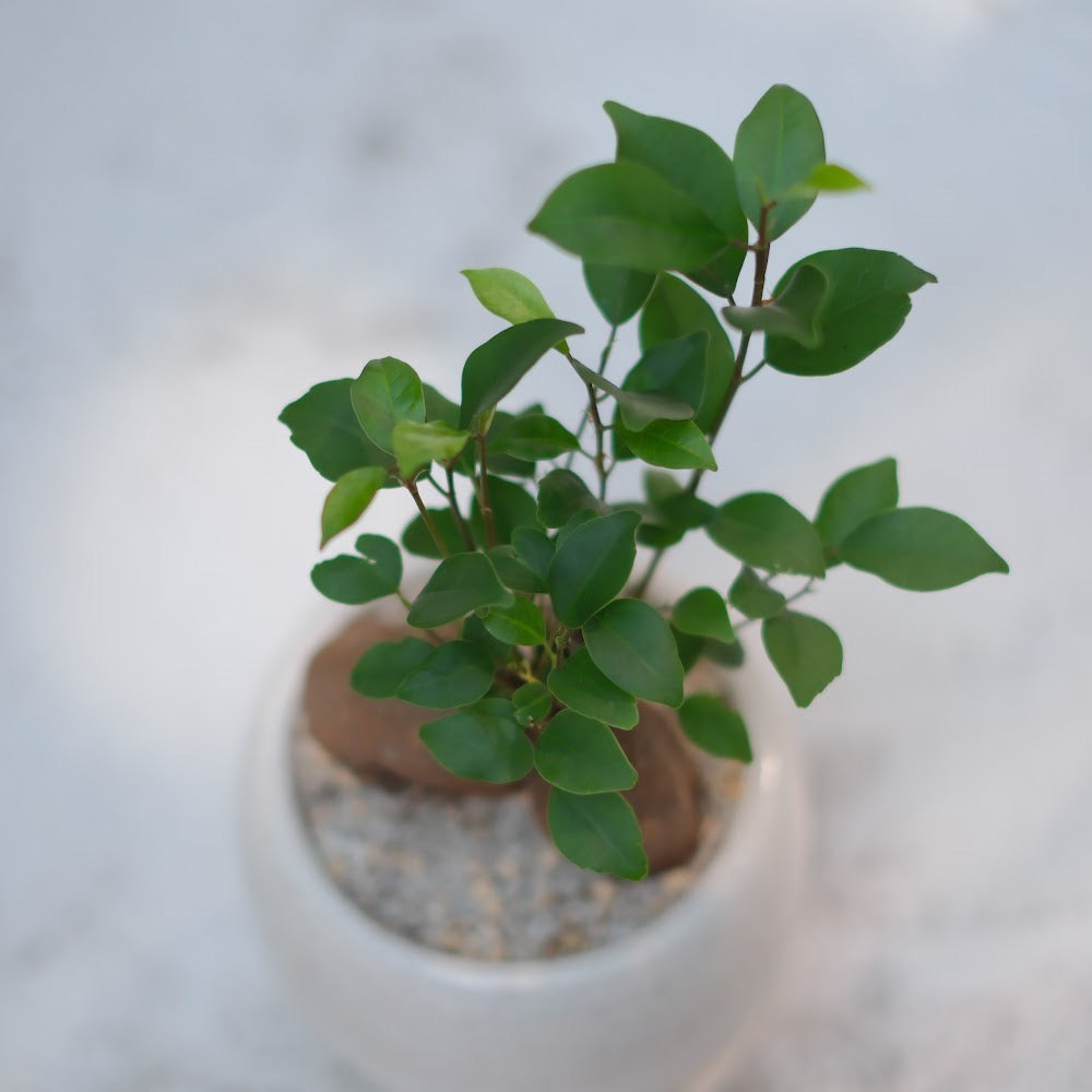 精霊が宿る観葉植物|ガジュマル(Ficus microcarpa)