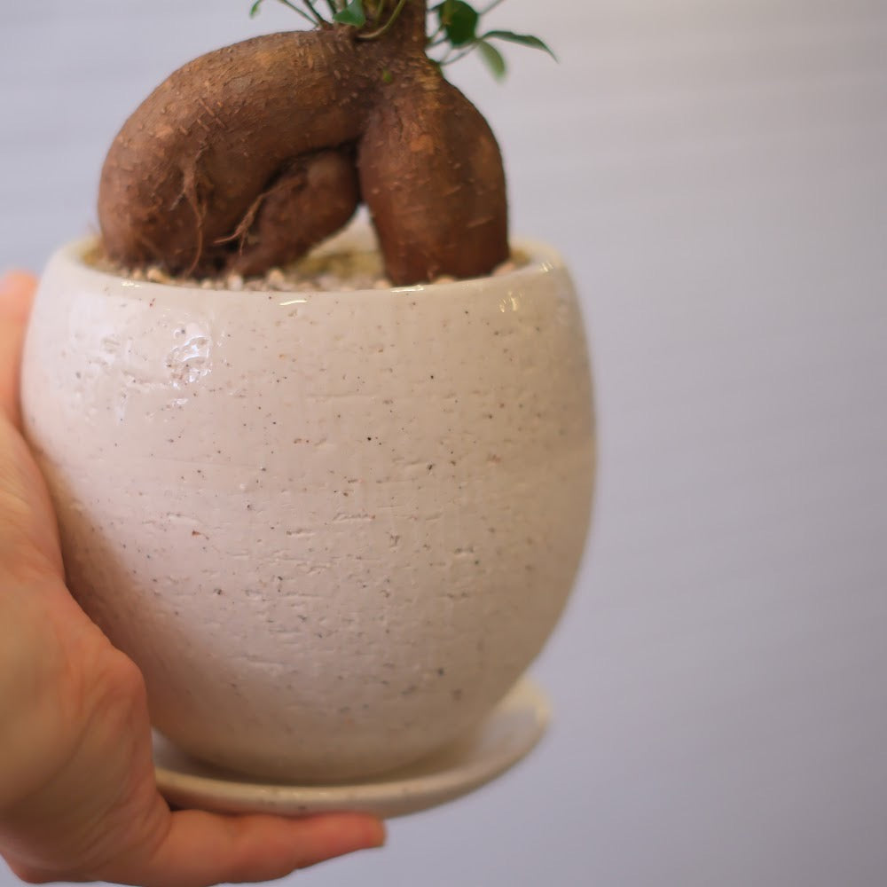 精霊が宿る観葉植物|ガジュマル(Ficus microcarpa)