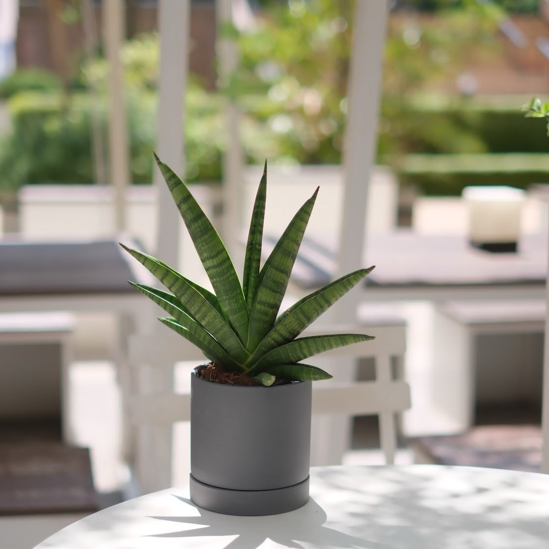 【希少品種】サンスベリア・インディ(Sansevieria indey)ダークグレー陶器鉢付き|肉厚ロゼット葉×モダン鉢でインテリアグリーンに最適