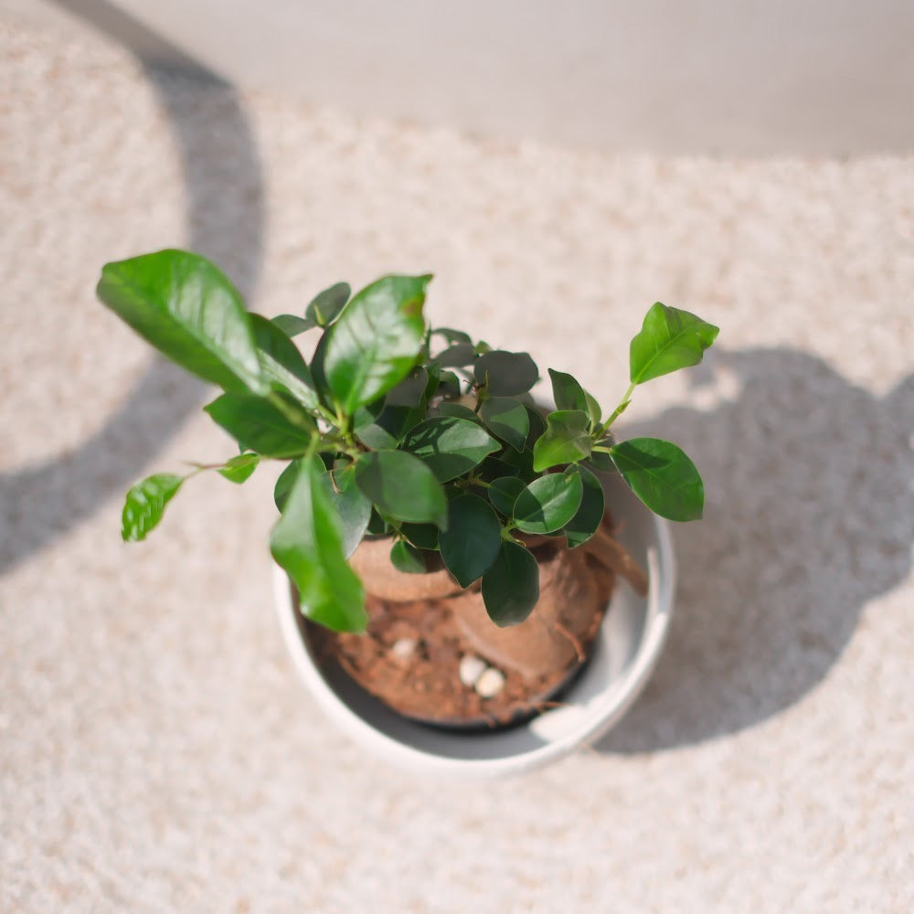 生命力あふれる観葉植物|ガジュマル(Ficus microcarpa)ホワイト陶器鉢付き