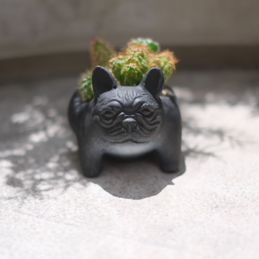【おしゃれインテリア】フレンチブルドッグ鉢(ブラック)のサボテン寄せ植え|育てやすい多肉植物|ギフトにもおすすめ
