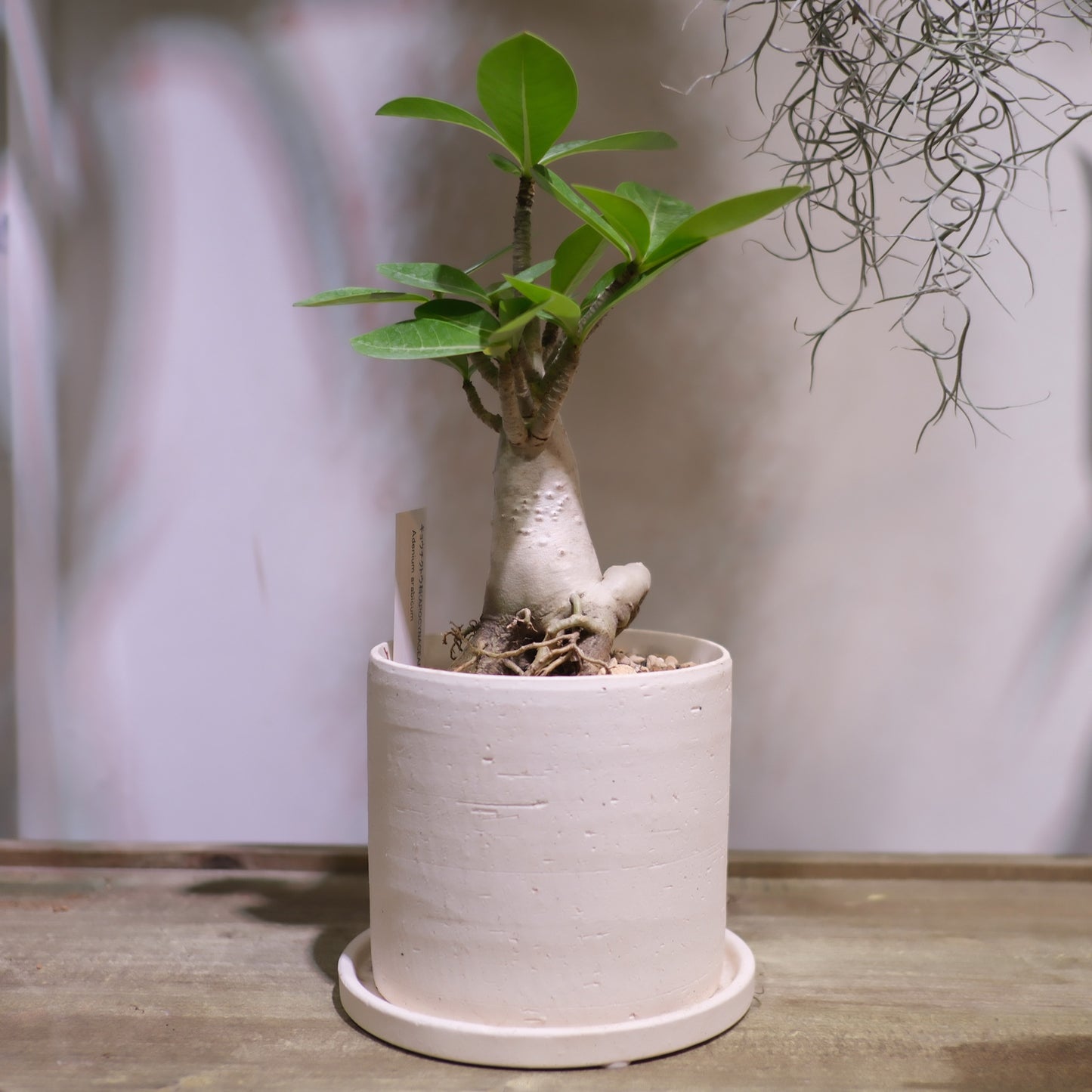 Adenium arabicum