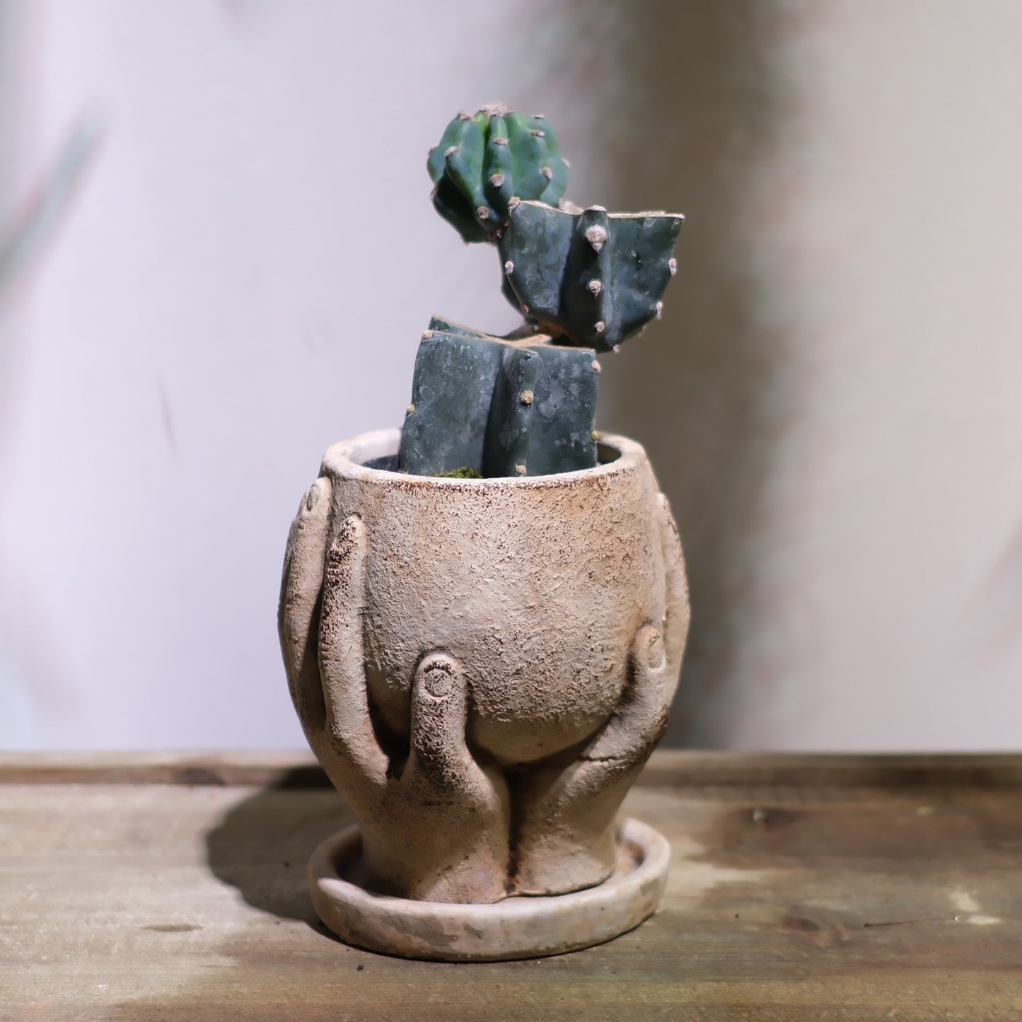 柱サボテン ブランチ Antiquehand