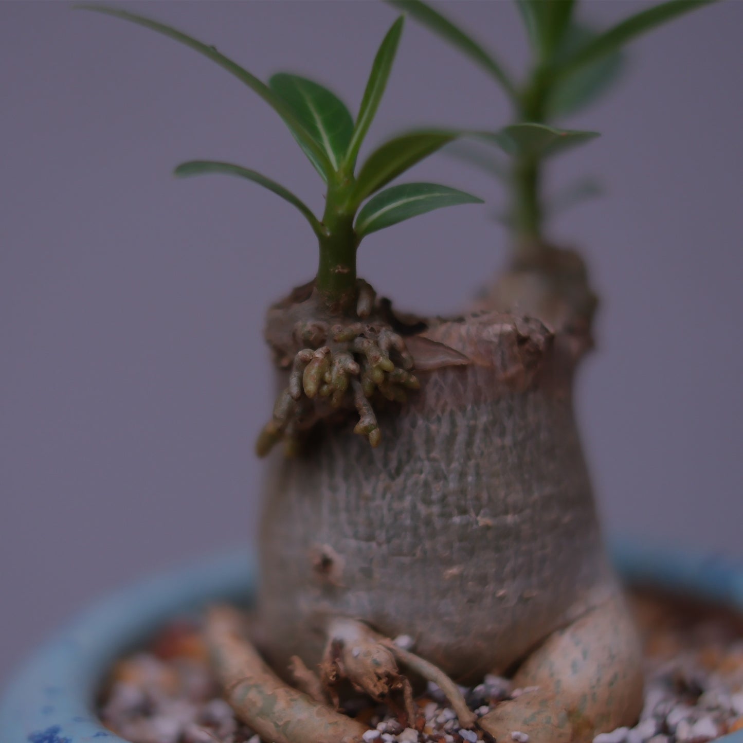 塊根植物アデニウム・オベスム チュニジアンポット ブルー