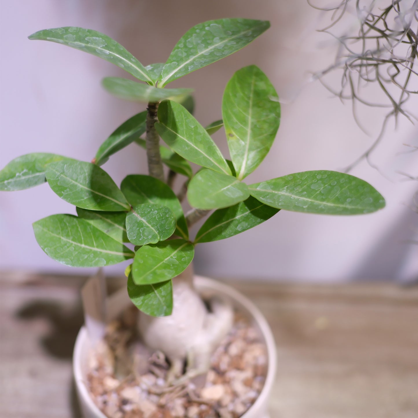 Adenium arabicum