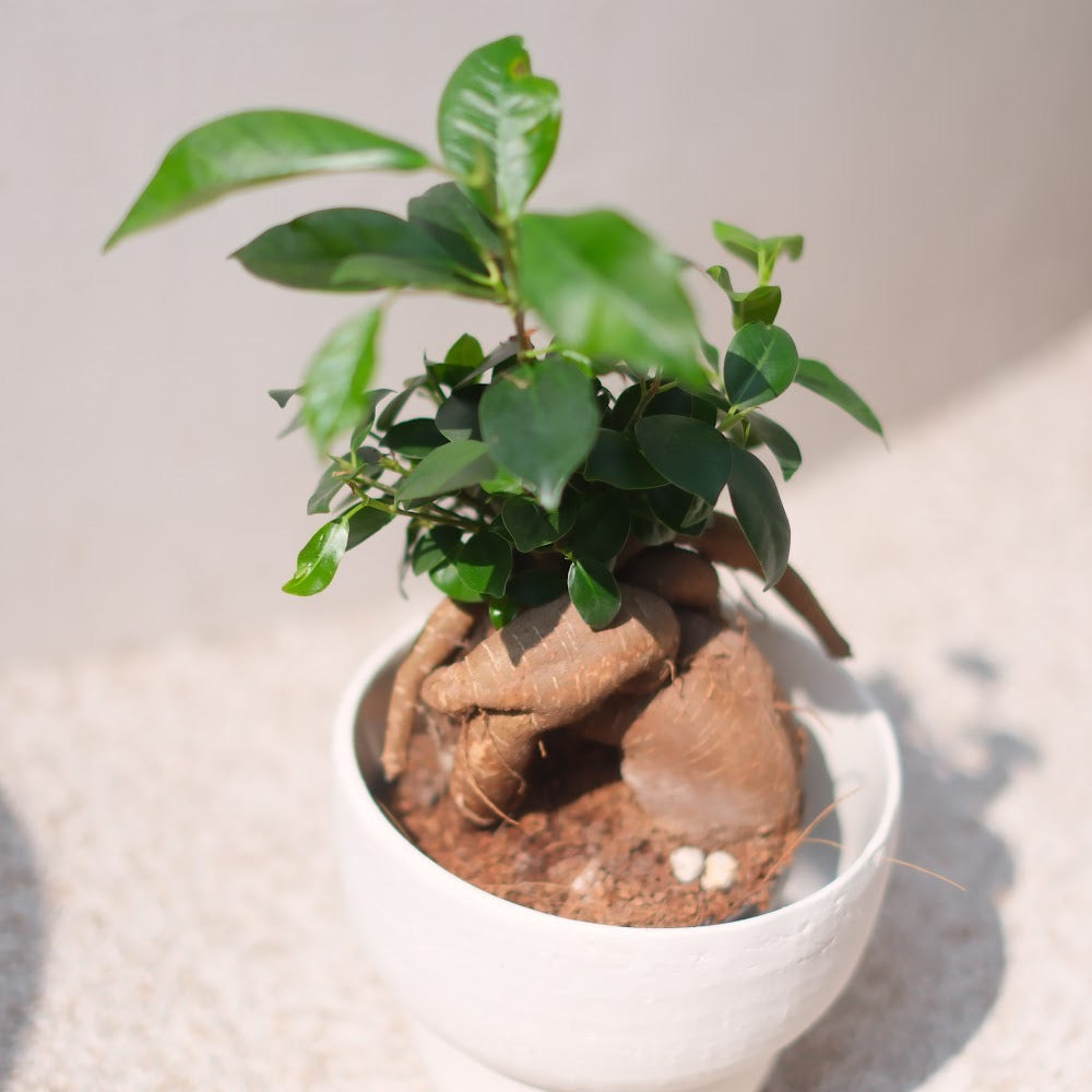 生命力あふれる観葉植物|ガジュマル(Ficus microcarpa)ホワイト陶器鉢付き