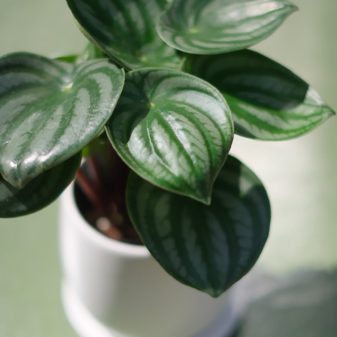 スイカペペ(ペペロミア・サンデルシー)【白陶器鉢付き/観葉植物】