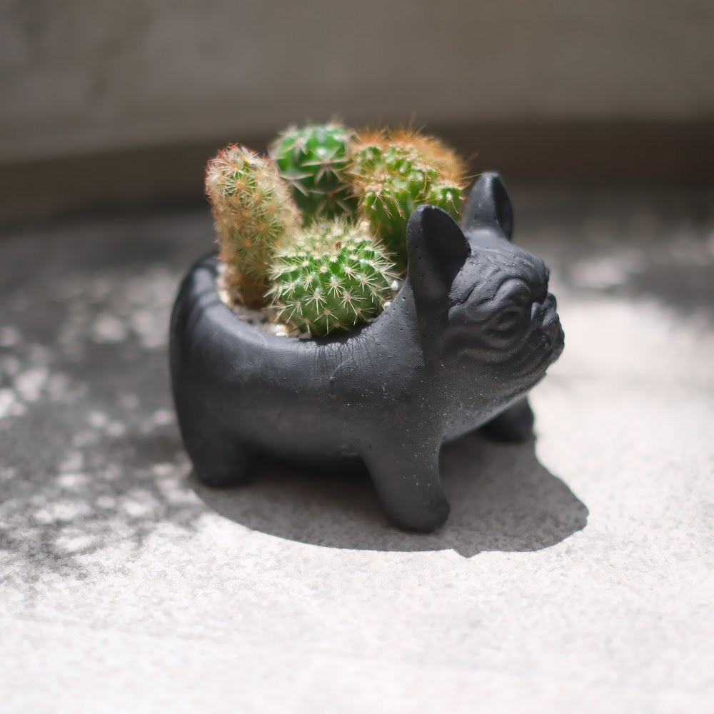 【おしゃれインテリア】フレンチブルドッグ鉢(ブラック)のサボテン寄せ植え|育てやすい多肉植物|ギフトにもおすすめ