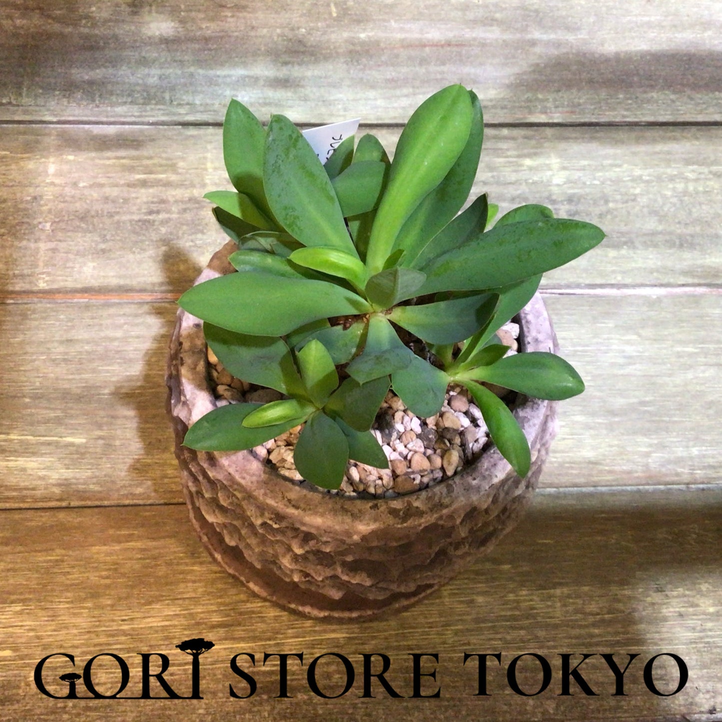 Euphorbia ユーフォルビア・ブレビフォリア実生株