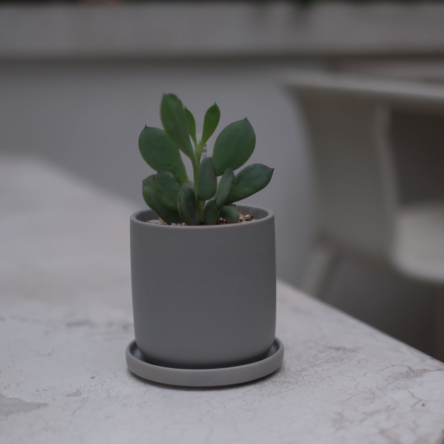 【紫蛮刀|シバントウ】陶器鉢・多肉植物