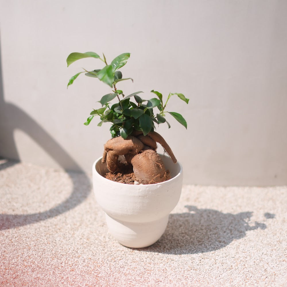 生命力あふれる観葉植物|ガジュマル(Ficus microcarpa)ホワイト陶器鉢付き