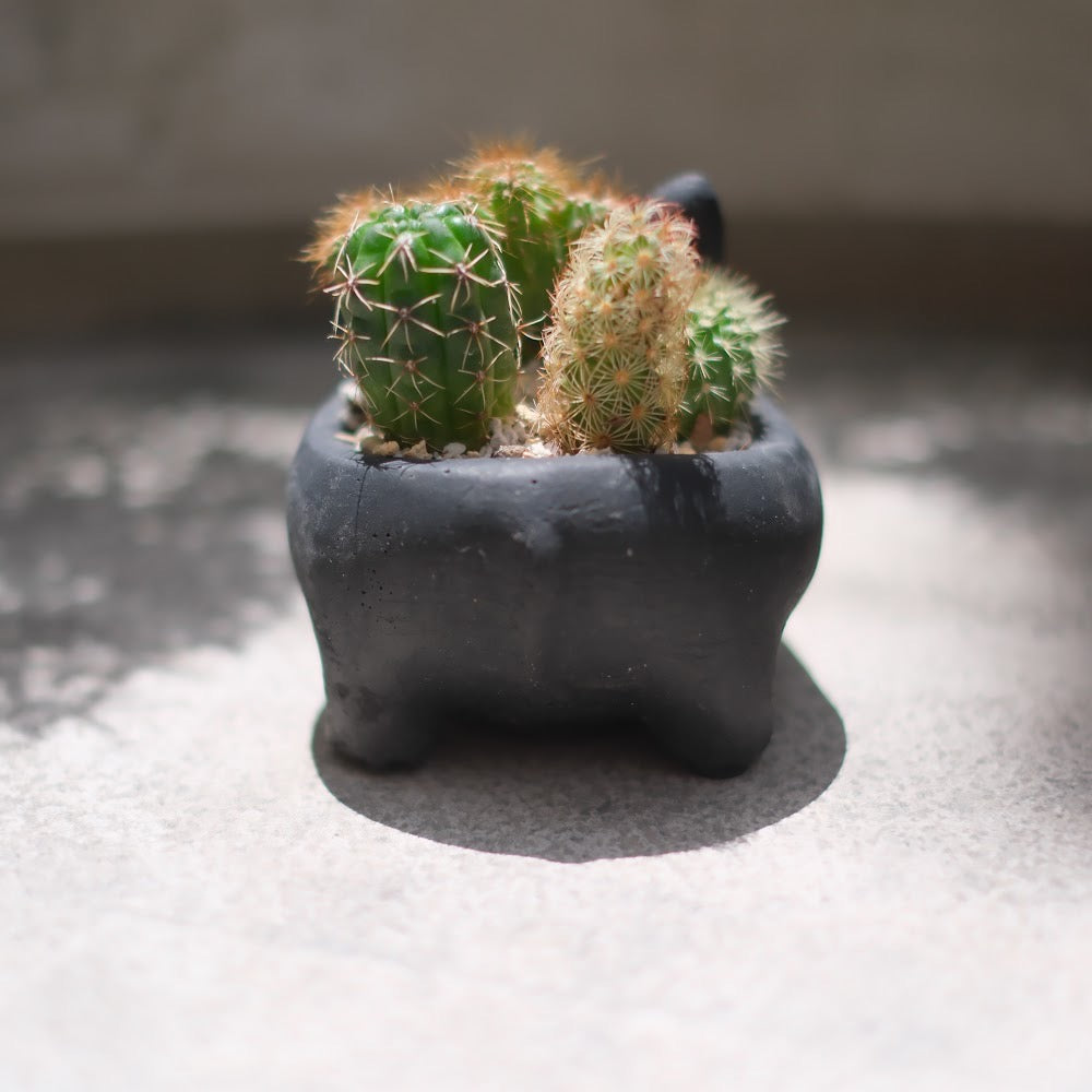 【おしゃれインテリア】フレンチブルドッグ鉢(ブラック)のサボテン寄せ植え|育てやすい多肉植物|ギフトにもおすすめ