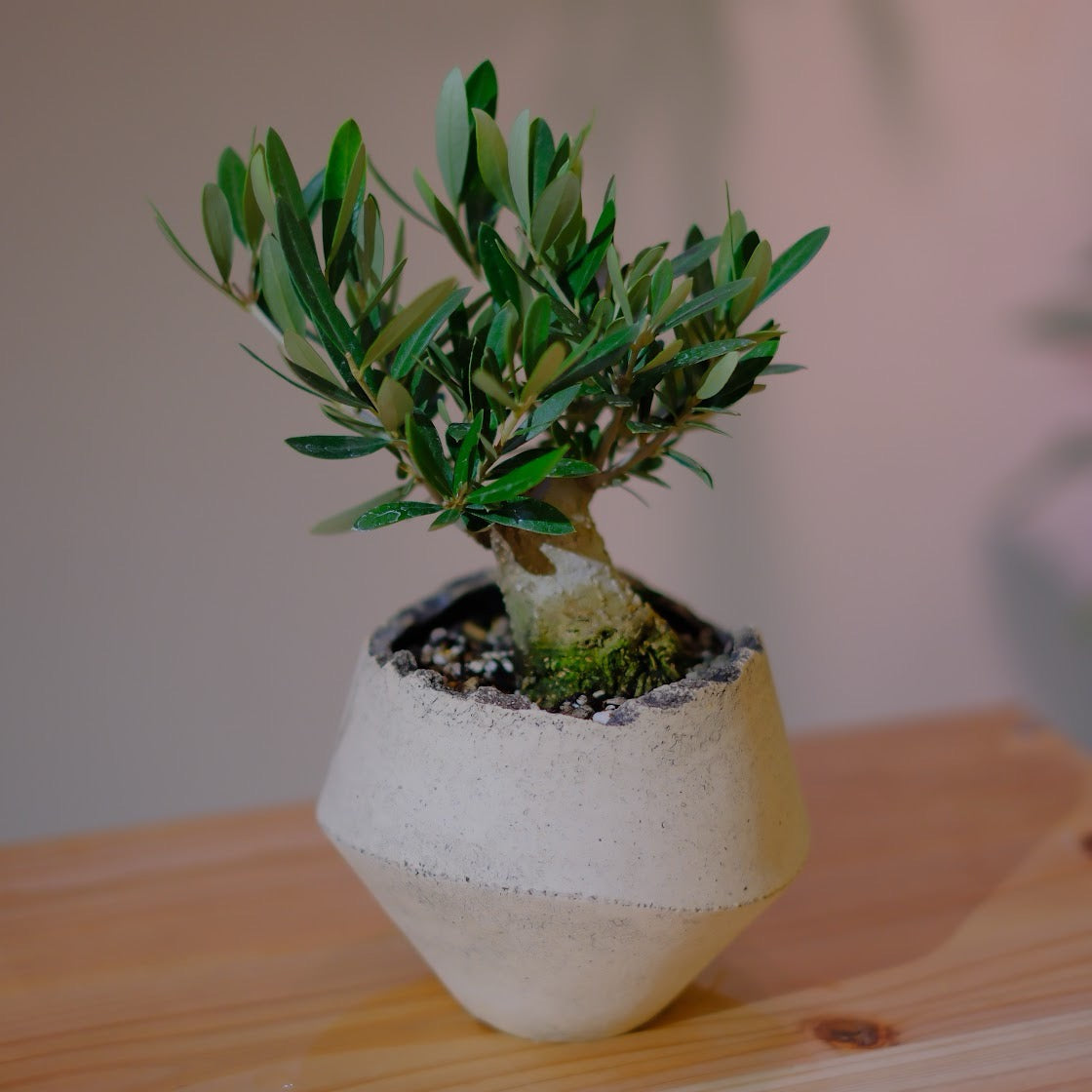 一点物】オリーブ盆栽 ピクアル｜香川県 創樹（Souju）職人