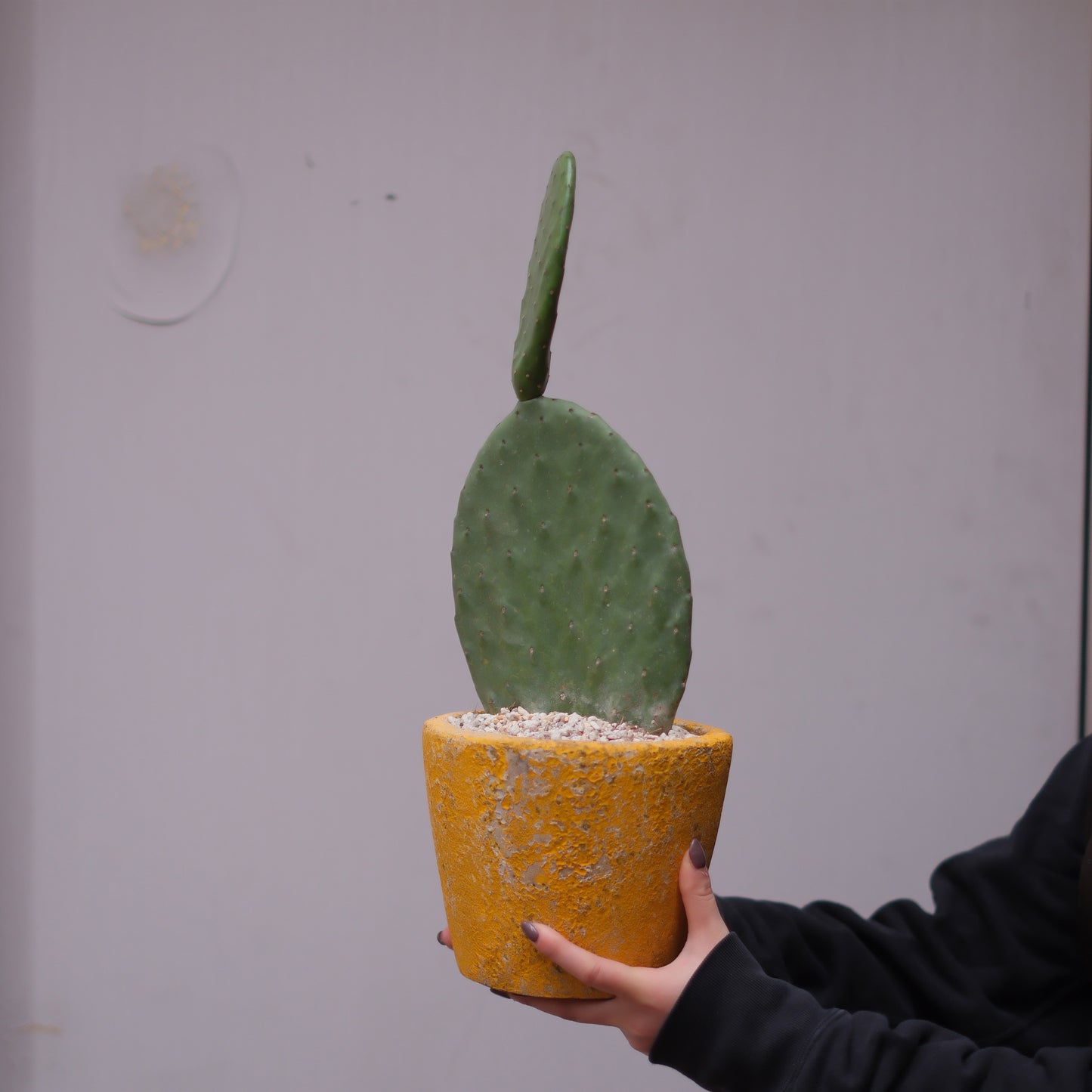 【うちわサボテン(Opuntia)】個性的なインテリアグリーン|乾燥に強く初心者にもおすすめ!