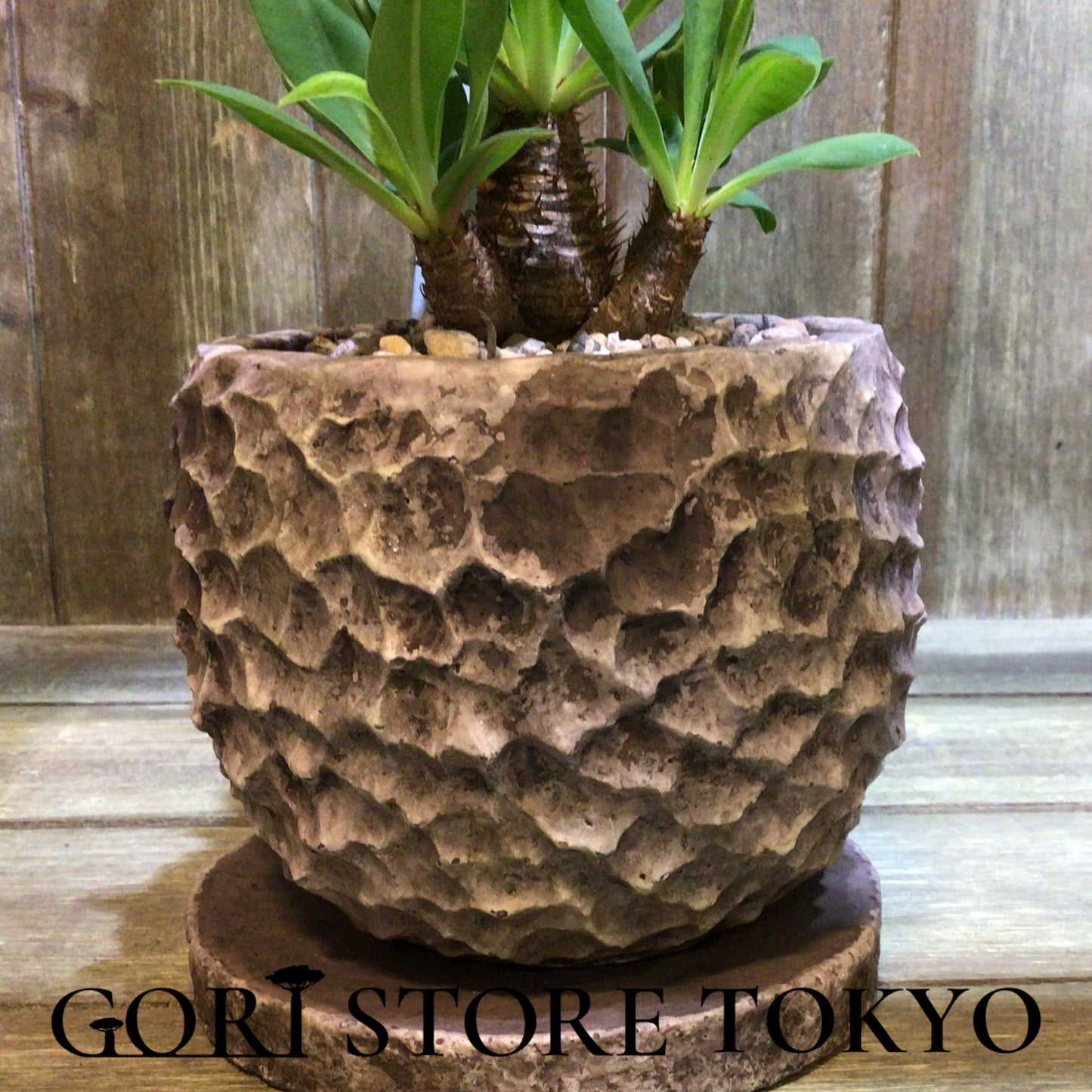 Euphorbia ユーフォルビア・ブレビフォリア実生株