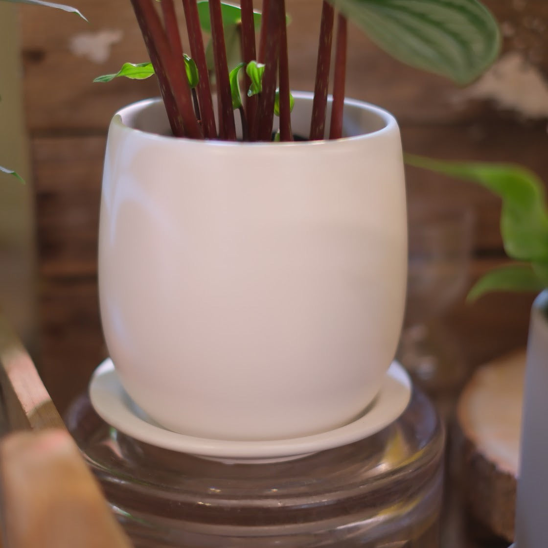 スイカペペ(ペペロミア・サンデルシー)【白陶器鉢付き/観葉植物】
