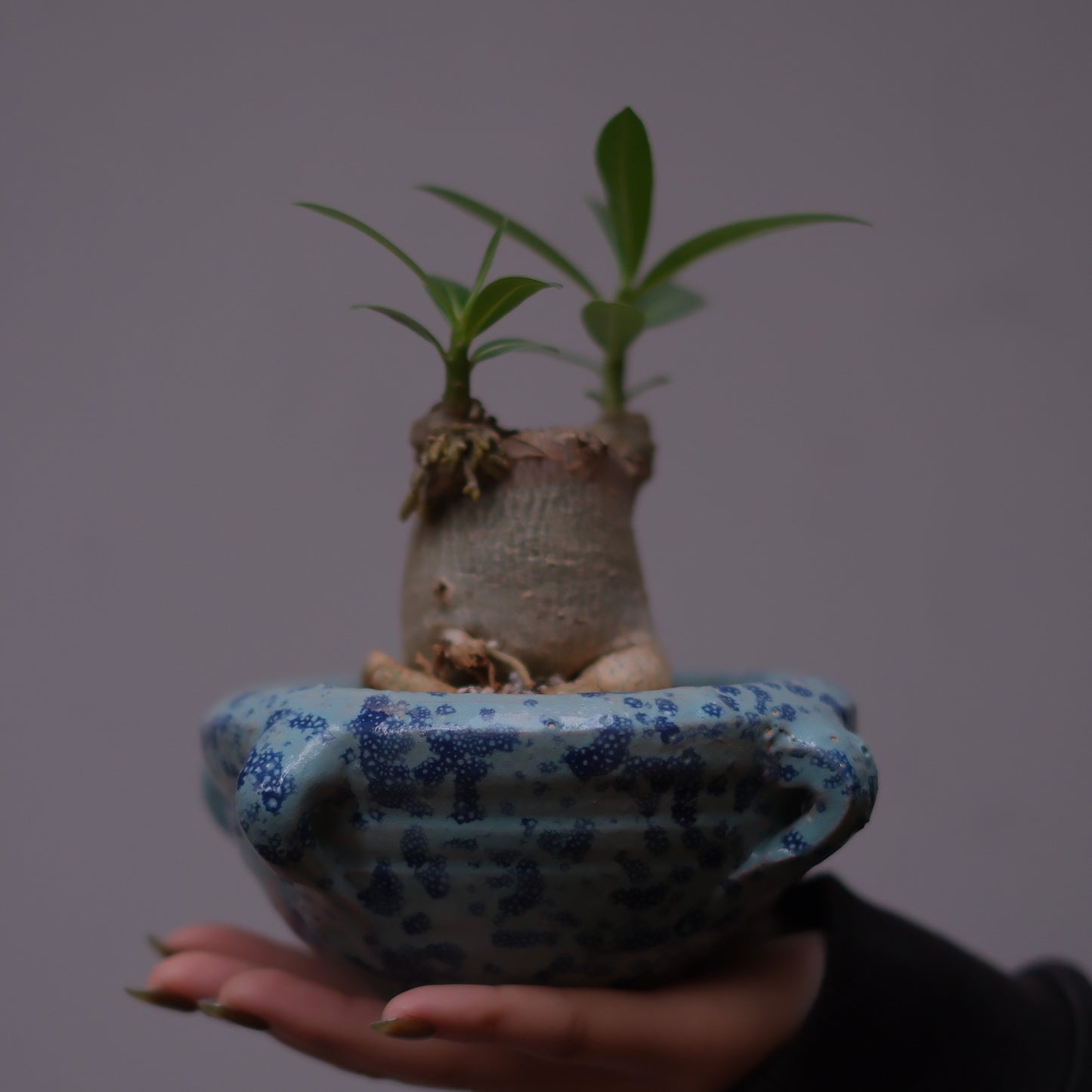 塊根植物アデニウム・オベスム チュニジアンポット ブルー