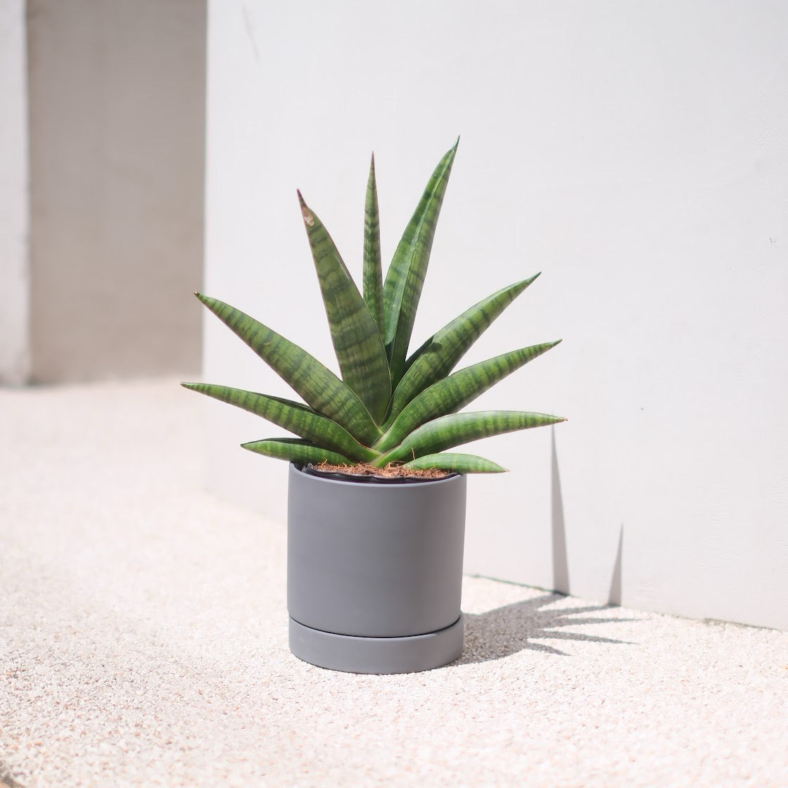 【希少品種】サンスベリア・インディ(Sansevieria indey)ダークグレー陶器鉢付き|肉厚ロゼット葉×モダン鉢でインテリアグリーンに最適