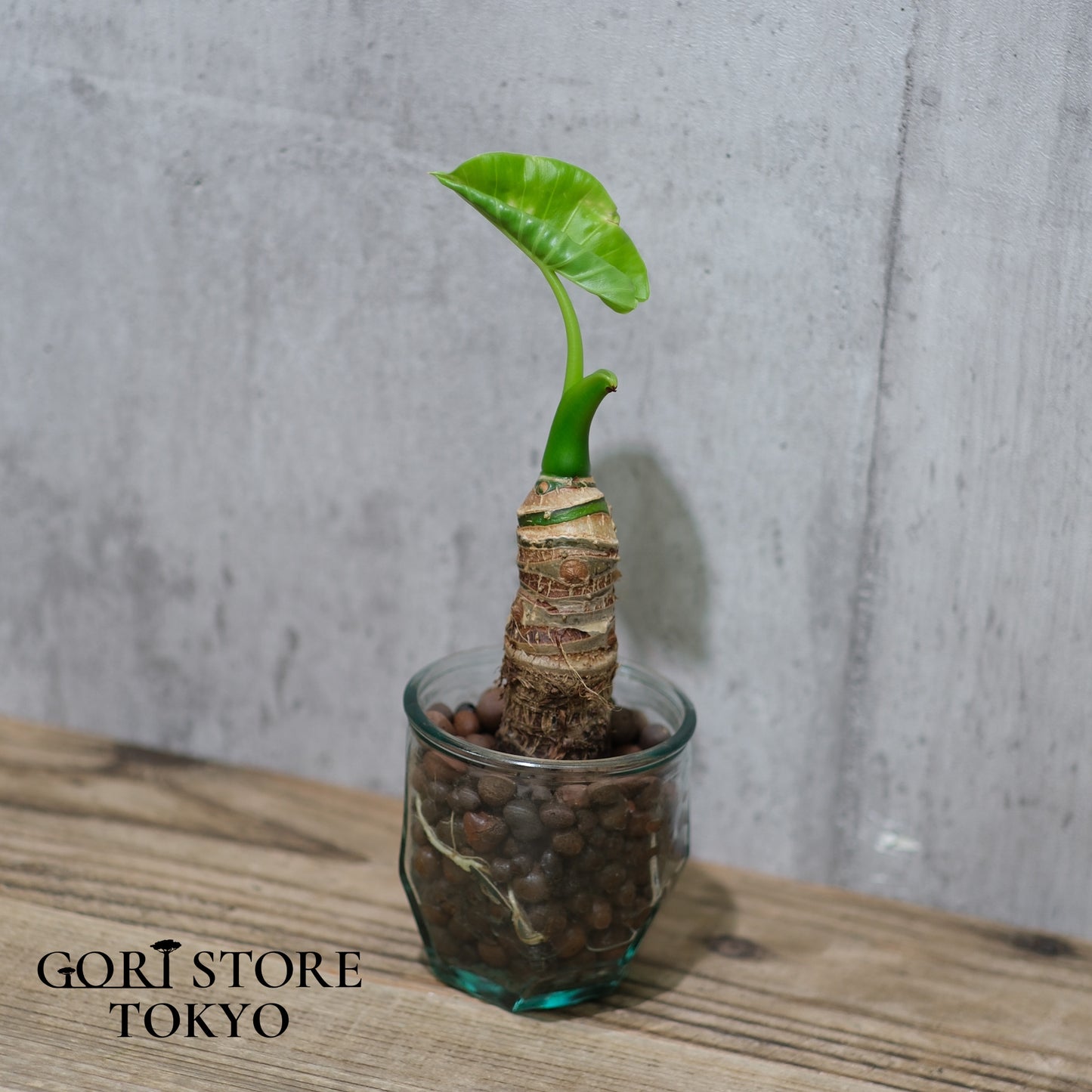 GORI STORE TOKYO監修!【屋久島産アロカシアオドラ】