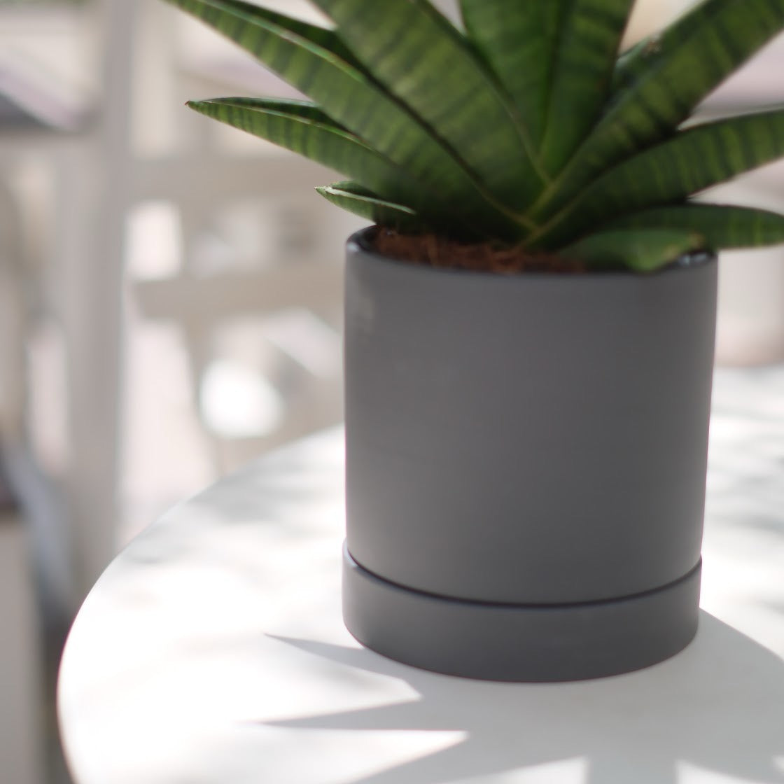【希少品種】サンスベリア・インディ(Sansevieria indey)ダークグレー陶器鉢付き|肉厚ロゼット葉×モダン鉢でインテリアグリーンに最適
