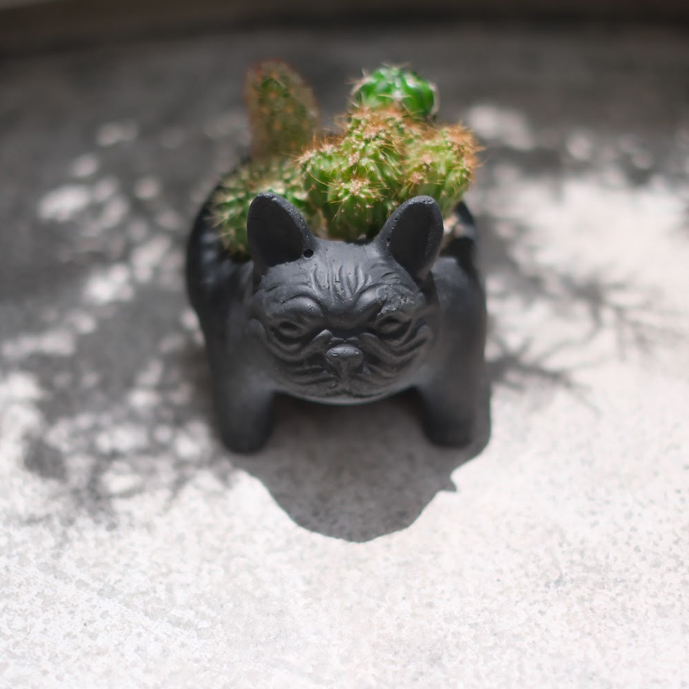 【おしゃれインテリア】フレンチブルドッグ鉢(ブラック)のサボテン寄せ植え|育てやすい多肉植物|ギフトにもおすすめ
