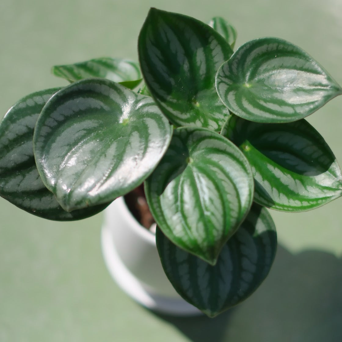 スイカペペ(ペペロミア・サンデルシー)【白陶器鉢付き/観葉植物】