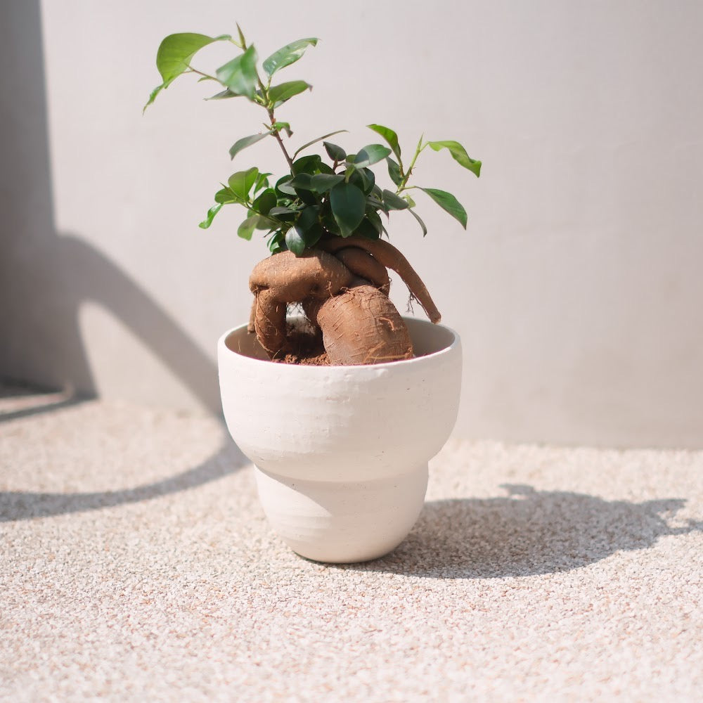生命力あふれる観葉植物|ガジュマル(Ficus microcarpa)ホワイト陶器鉢付き