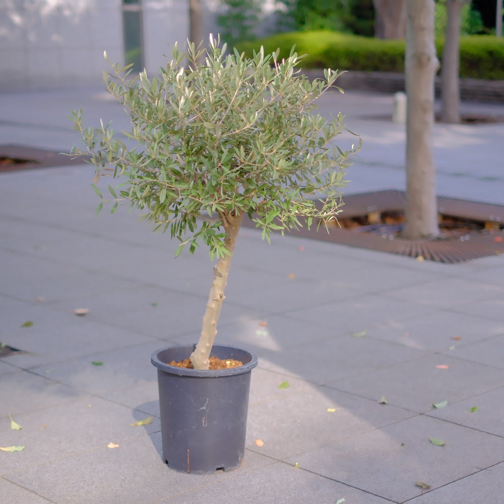 【香川県産 SOUJU(創樹)】オリーブの木 シプレッシーノ 9号|育てやすいシンボルツリー 観葉植物 オリーブ