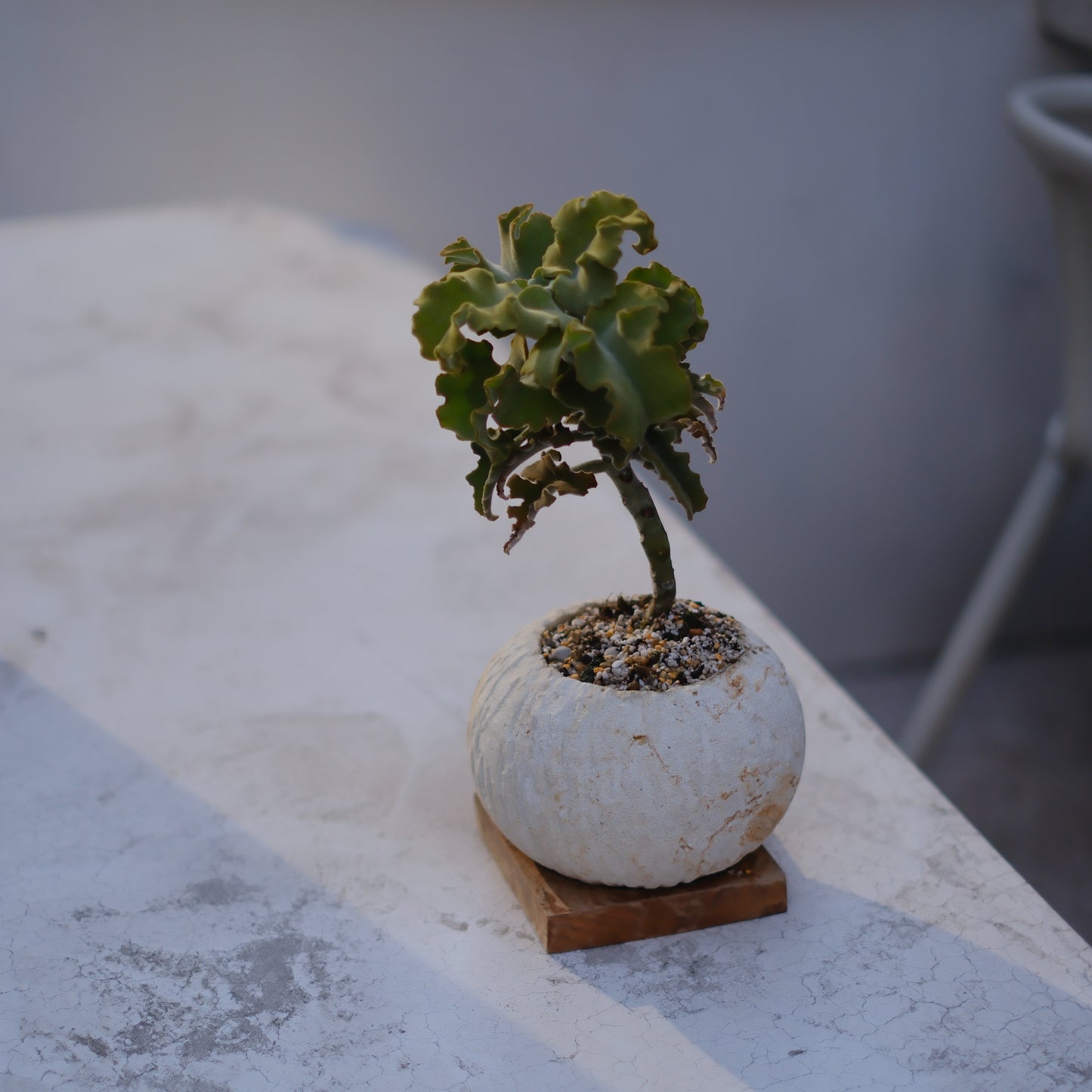 カランコエ・ベハレンシス【多肉植物・インテリアグリーン】