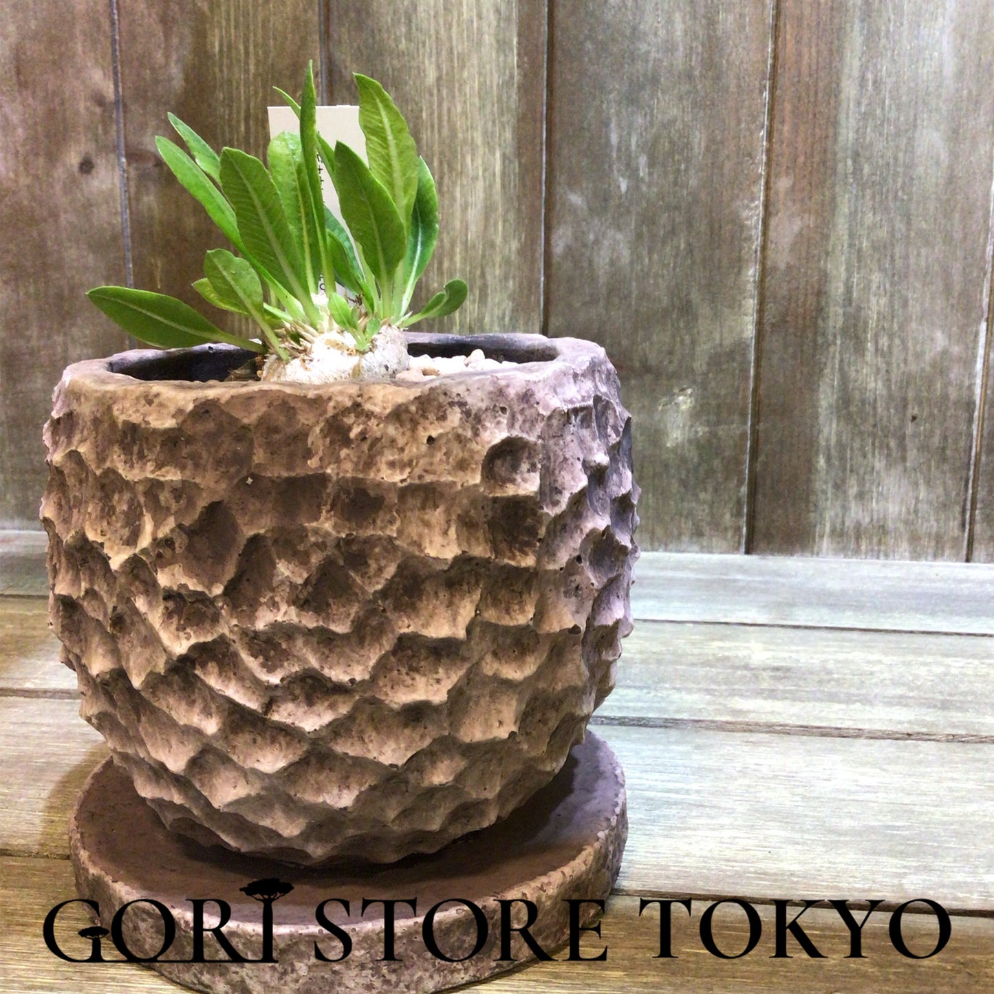 Pachypodium パキポディウム・ブレビカウレ実生株
